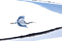 Great Blue Heron - Salmon Arm Winter
