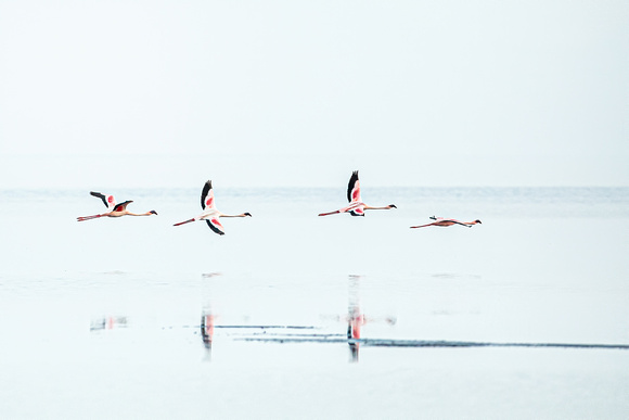 Flapping Flamingos