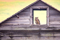 Instagram Owl