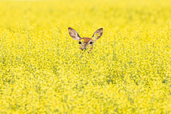 Queen of the Canola